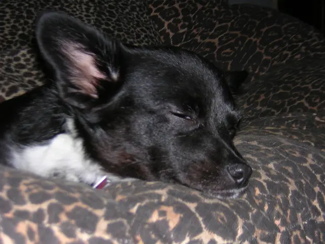 Is it typical for a canine to nap throughout the entire day?