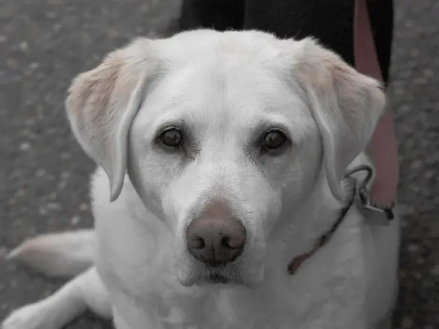 Guiding Pet Owners on Effective Leash Training for Spot: Simple Steps Revealed by Expert Trainer