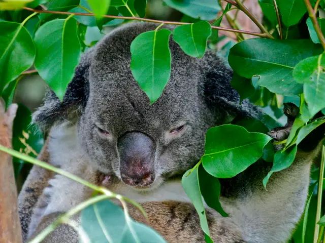National park established for thousands of koalas in Australia