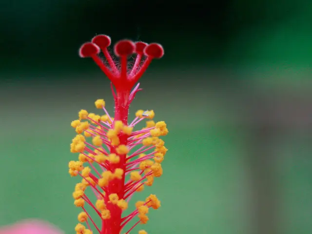 Pneumococcal eye infection: Recognizing symptoms and appropriate treatments