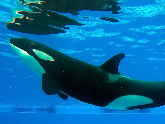 Major Cryptocurrency Sale: Large-Scale Unloading of 115,000 Bitcoin by Whales - Largest Instance...