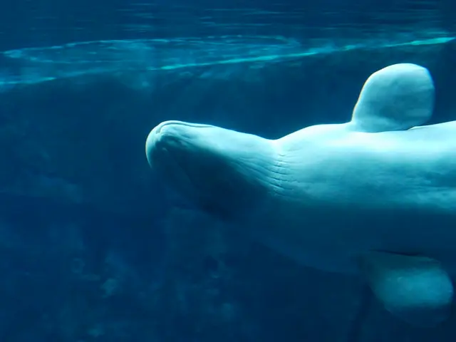 Algal bloom occurring in the Ilz River