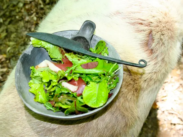 Stress and Intestinal Health: A Reciprocal Connection Explained