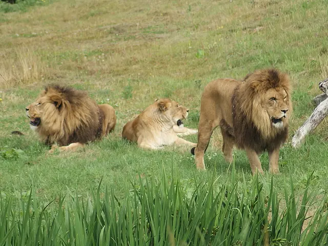 Lions' concern mounting after dismal Week 1 performance, with the absence of Ben Johnson and Aaron...