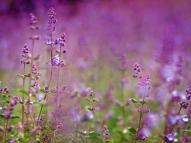 Tourists taking selfies in a lavender field prompt a clever response from local farmers