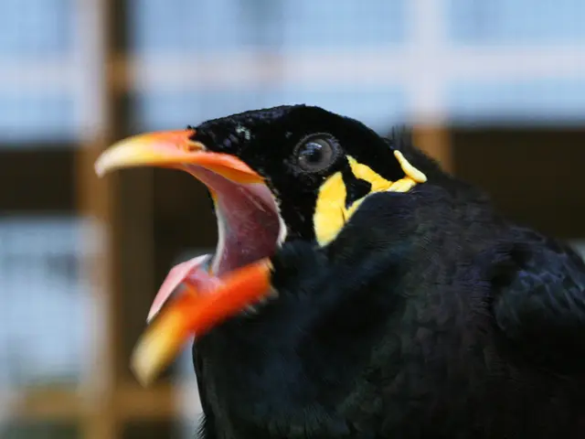 Identification and Management Strategies for Black Swallow Wort Intrusion