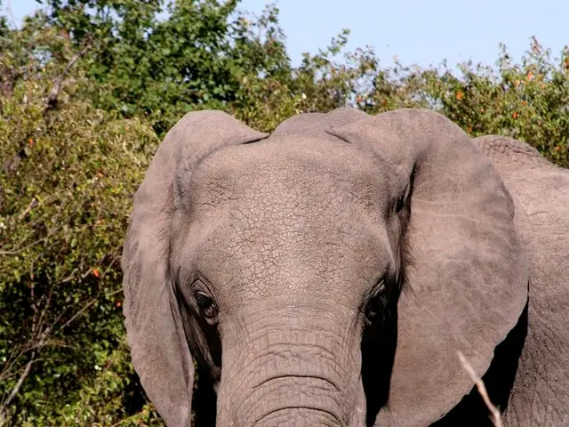 Elephants boast remarkable intelligence and profound emotional complexity, establishing them as...
