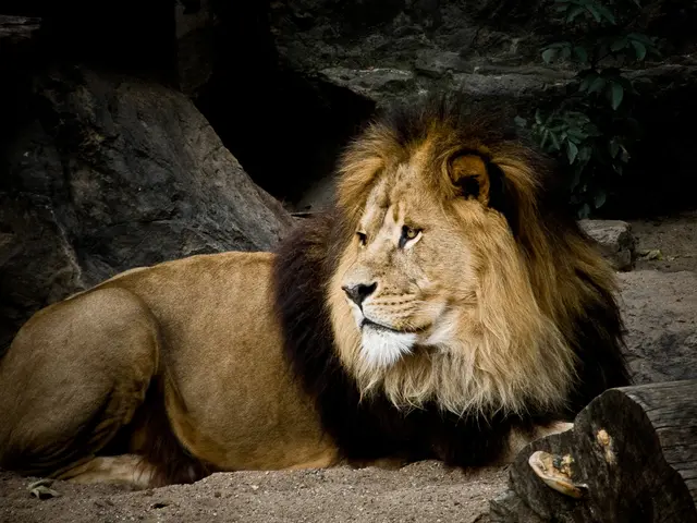 Malaysian Gliding Possum Misconceptions: Not Classified as a Lemur, Unable to Take Flight