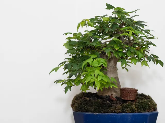 Encouraging Additional Branches in Bonsai: Fuller Greenery and Renewal
