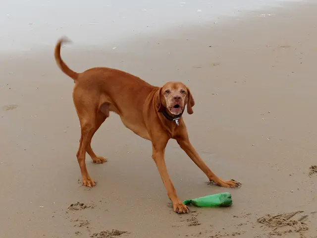 Dogs riding California's waves collect funds for charity