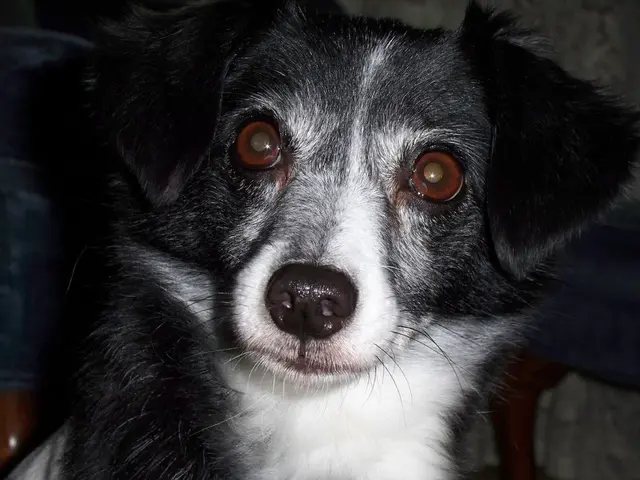 Unveiling the keys to effectively educating your canine companion: Three crucial factors to...