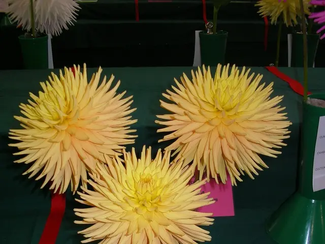 Blossom Encountering Vessel