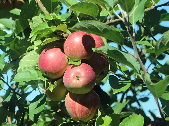Apple cultivators predict typical yields for this season, following a year marred by frost.