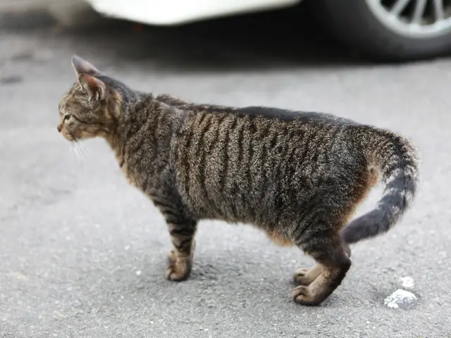 With the help of GPS technology, the cat has been reunited with its rightful owner