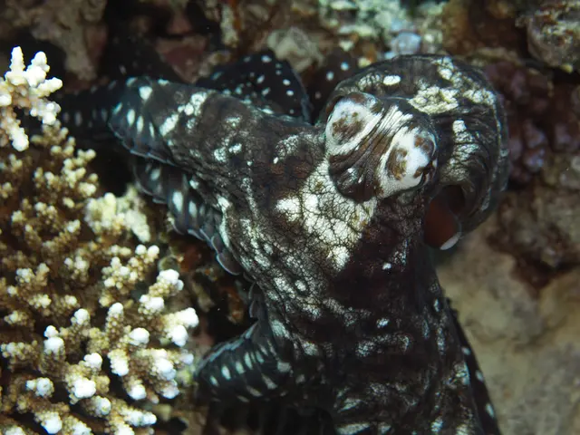 Benefits and Drawbacks of Donning Red Coral Gemstones