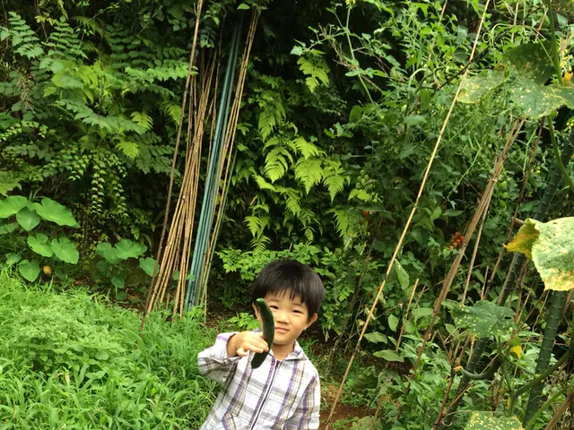 Avoid freezing cucumbers: Cucumbers unaffected by cold temperatures - crisp and resilient