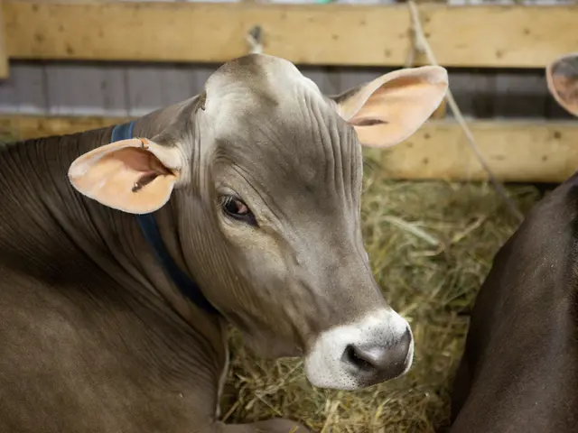 Rare Agricultural Disease Remains Unfamiliar to Most Farmers